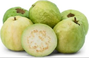 A Grade Green Guava