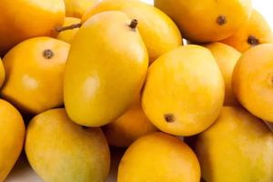 Fresh Alphonso Mangoes