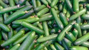 Fresh Cucumber, Color : Dark Green