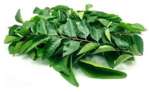 Fresh Green Curry Leaves