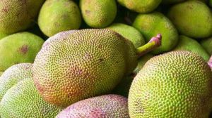 Fresh Jackfruit, Color : Green