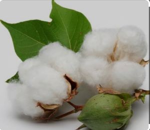 Raw Cotton