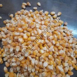 Natural Maize Seed, Color : Yellow 99%