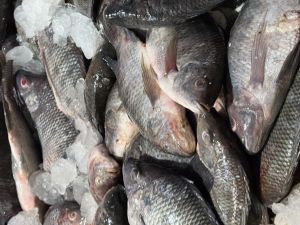 Tilapia Fillet For Cooking, Food, Human Consumption