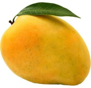 Fresh Alphonso Mango, Color : Yellow, Packaging Type : Carton Box, Packaging Size : 3 Kg, 5 Kg, 10 Kg