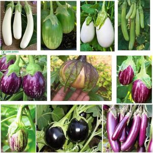 Brinjal