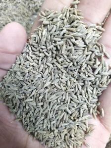 Cumin Seed