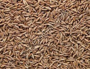 Natural Cumin Seeds, Color : Brown, Grade Standard : Food Grade For Spices