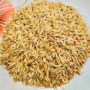 Pusa 1121 Paddy Seeds