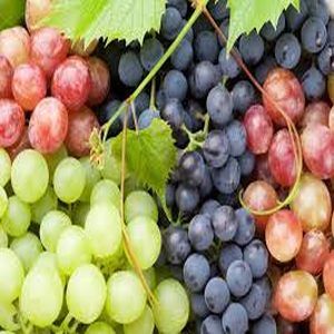 Organic Fresh Grapes For Human Consumption