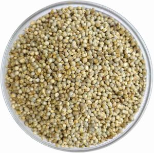 Pearl Millet Seeds