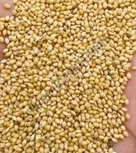 Organic Foxtail Millet Seeds, Color : Yellow Dried