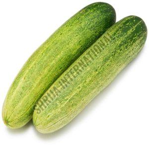 Fresh Cucumber, Color : Green