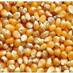 Organic Yellow Maize Seeds Dried