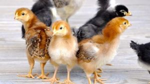 Kaveri Chicks