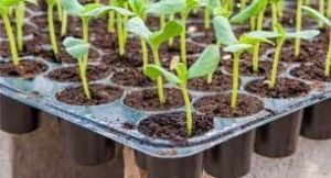 Seedling Trays