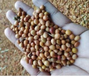 Tur Seeds, Packaging Type : Bag, Packaging Size : 10 Kg For Agriculture