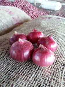 Onion