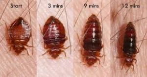 Bedbug Control Services