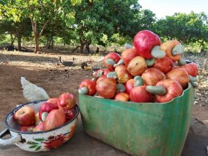 Raw Cashew Nuts