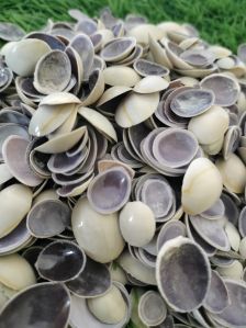 Decorative Shells