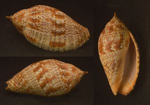 Polished Harpulina Lapponica Shell Modern For Jewellery