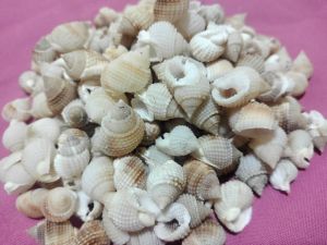 Nassarius Conoidalis Seashell