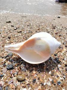 Turbinella Pyrum ( Blowing Sacred Shell )