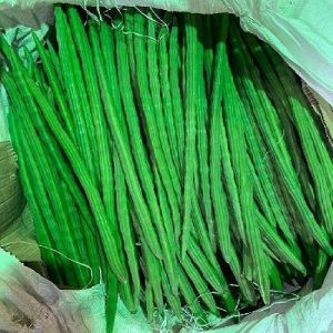 Natural Fresh Drumstick, Color : Green For Use In Cooking