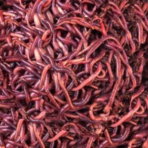 Live Earthworms, Color : Red, Packaging Type : Bag For Soil Health Fertility