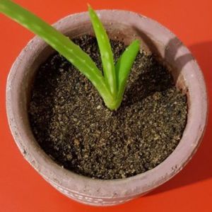 Green Aloevera Baby Plant