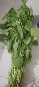 Green Spinach(chukkakura-green Sorrel)