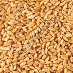 Brown Wheat Seeds For Khakhara, Chapati