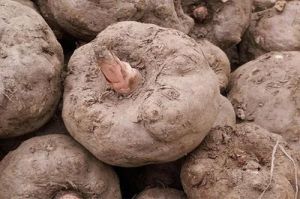 Natural Elephant Yam, Color : Brown, Packaging Size : 20 Kg, Packaging Type : Bag