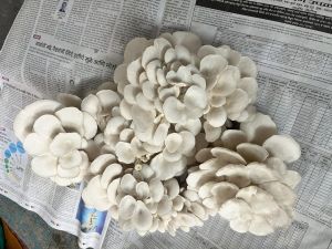 Oyster Mushroom