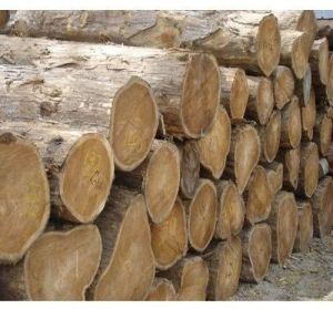 Natural Tamarind Wood Logs, Color : Brown For Making Furniture