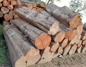 Solid Mango Wood Logs