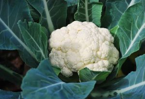 Fresh Cauliflower