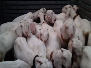 Thalaserry Malabari Goat