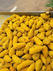 yellow Turmeric, Packaging Size : 250g, 500g, 1Kg for Spices
