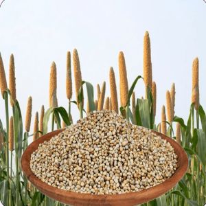 Organic Pearl Millet