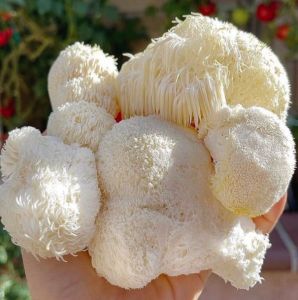 Lions Mane Mushroom Dry