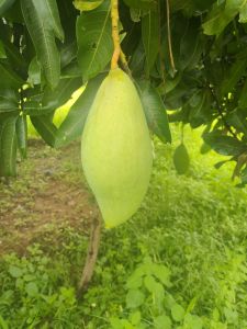 Green Natural Mango Fruit, Packaging Size : 20Kg