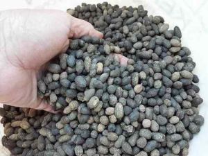 Goat Manure Fertilizer, Purity : 100%