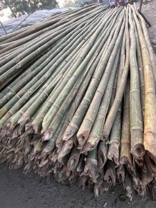 Bamboo Pole 24 Feet