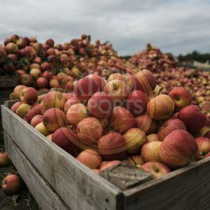 Fresh Apple, Color : Bright Red 60mm – 85mm (Graded)