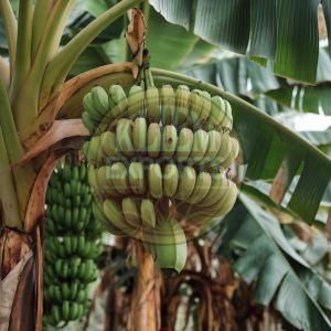 Raw Banana, Color : Green, Packaging Type : Carton