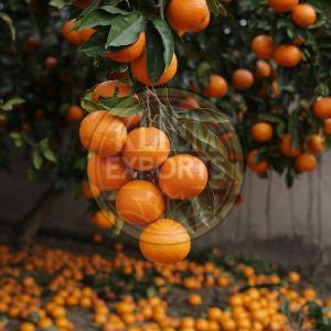 Citrus Fruits