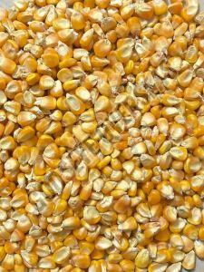 Common Yellow Maize Seeds, Seed Type : Natural