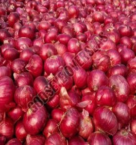 Red Onions, Packaging Size : 50Kg Gunny Bag